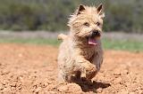 CAIRN TERRIER 216